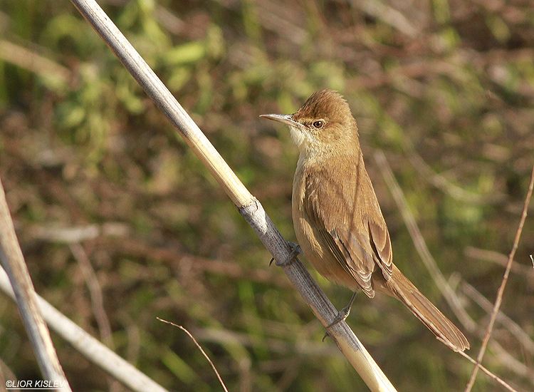 Clamorous Reed Warbler  Acrocephalus stentoreus,  the Btecha,January 2013, Lior KIslev